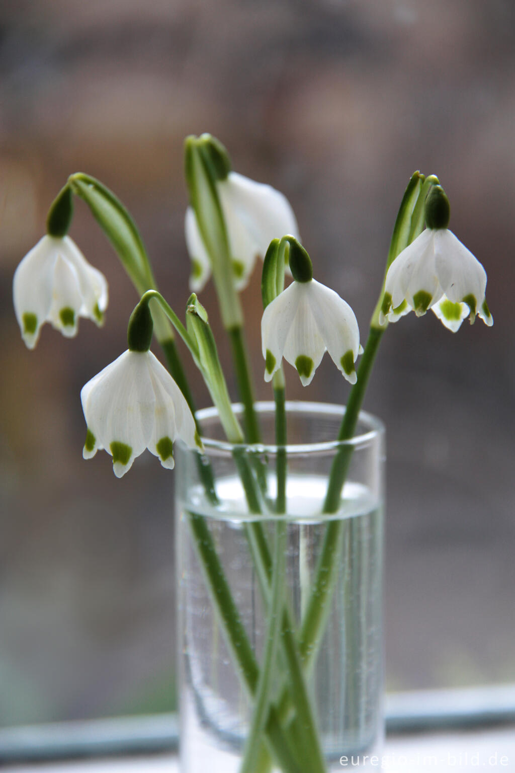 Detailansicht von Kleiner Frühlingstrauß mit Frühlings-Knotenblumen