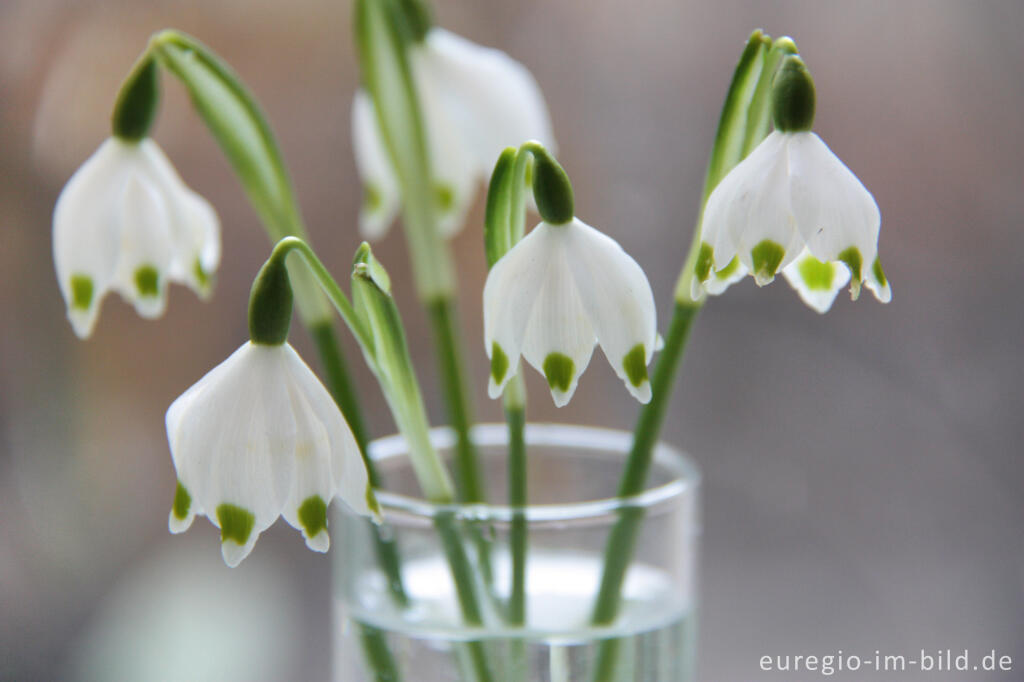 Detailansicht von Kleiner Frühlingstrauß mit Frühlings-Knotenblumen