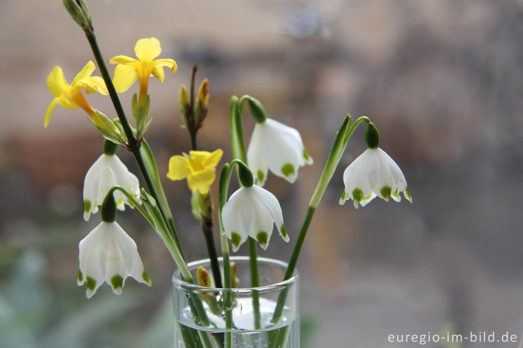 Kleiner Frühlingstrauß mit Frühlings-Knotenblumen und Winterjasmin