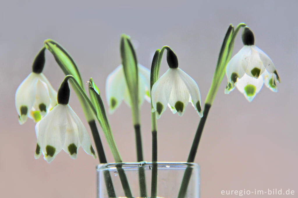 Kleiner Frühlingstrauß mit Frühlings-Knotenblumen