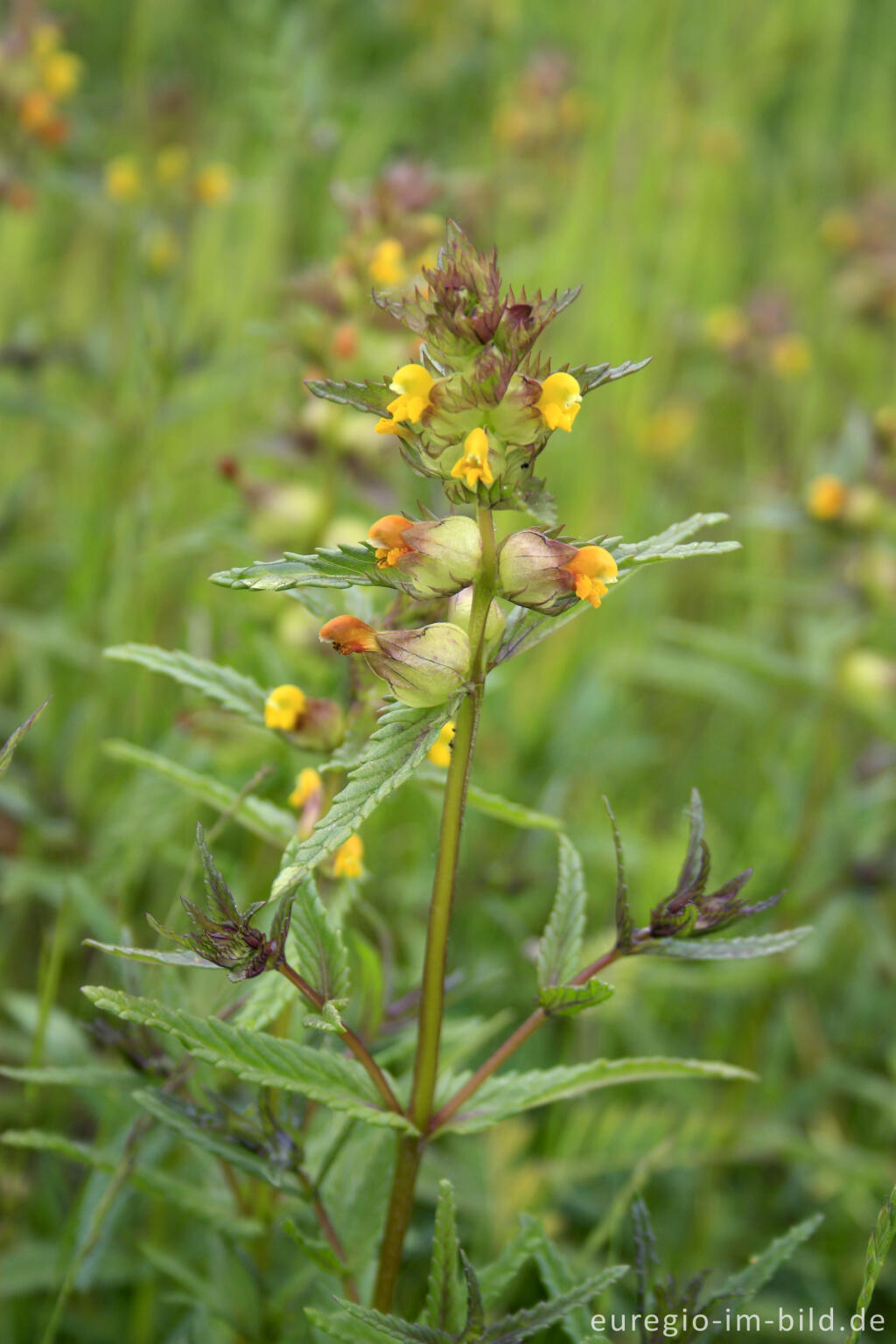 Detailansicht von Kleiner Klappertopf, Rhinanthus minor