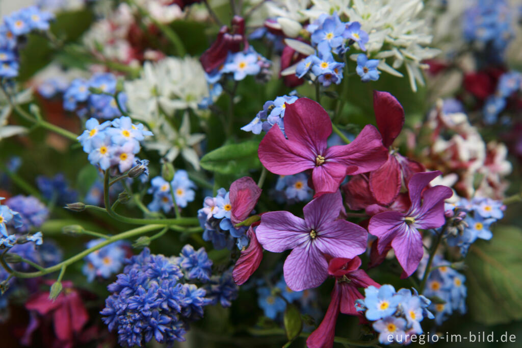 Detailansicht von Kleiner Mai-Blumenstrauß mit Mondviole, Vergissmeinnicht und Bärlauchblüten