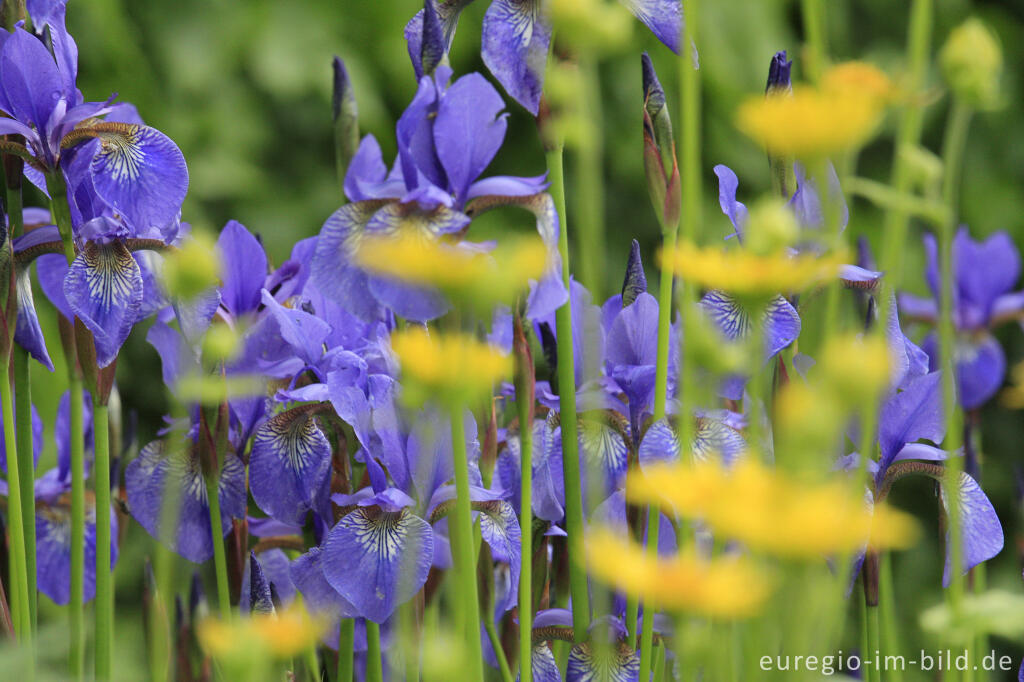 Detailansicht von Kleiner, öffentlich zugänglicher Garten in Haßfurt am Main