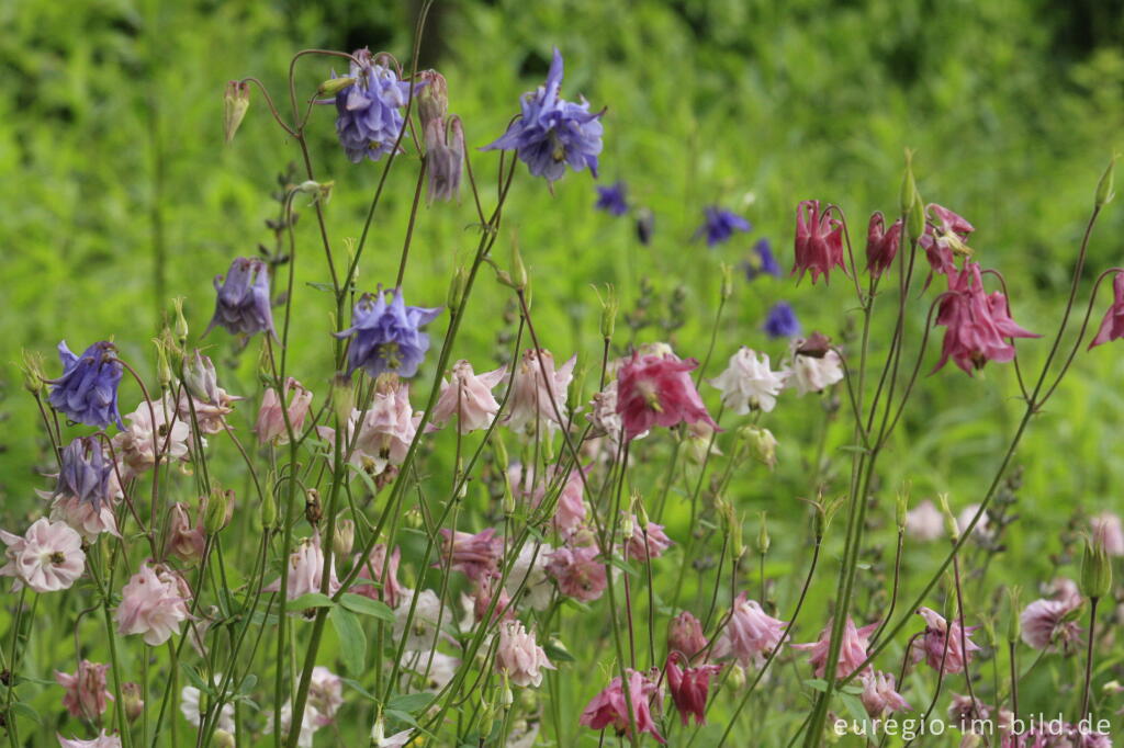 Detailansicht von Kleiner, öffentlich zugänglicher Garten in Haßfurt am Main