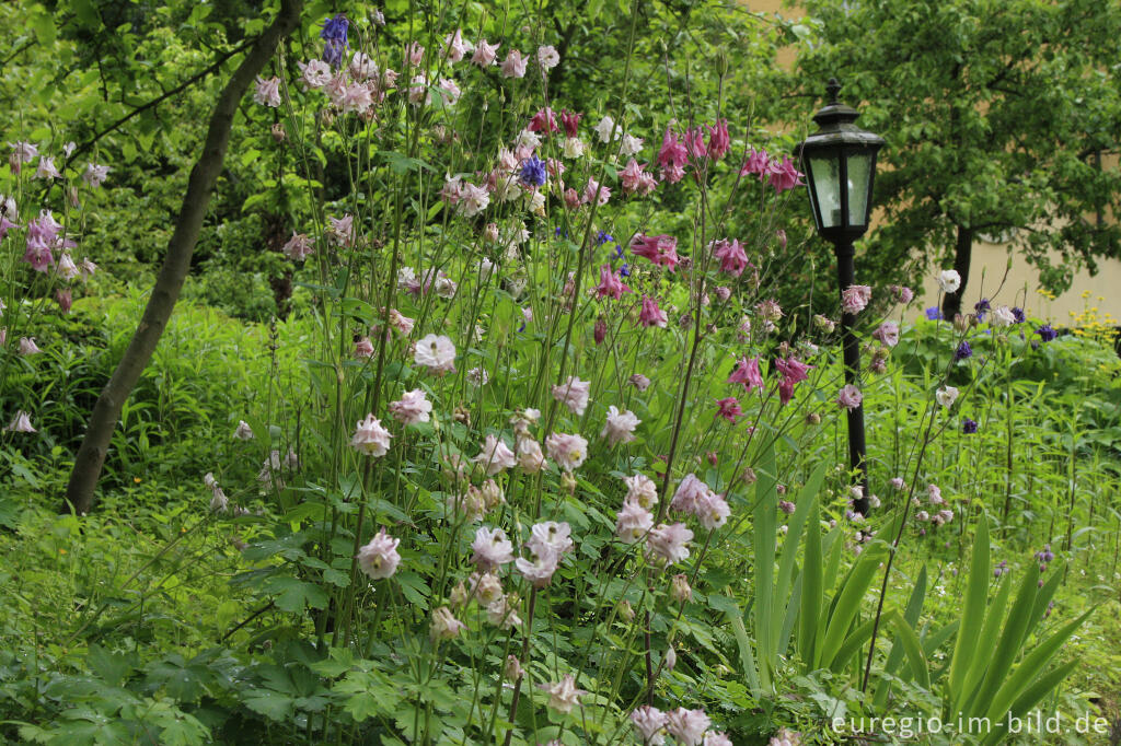 Detailansicht von Kleiner, öffentlich zugänglicher Garten in Haßfurt am Main