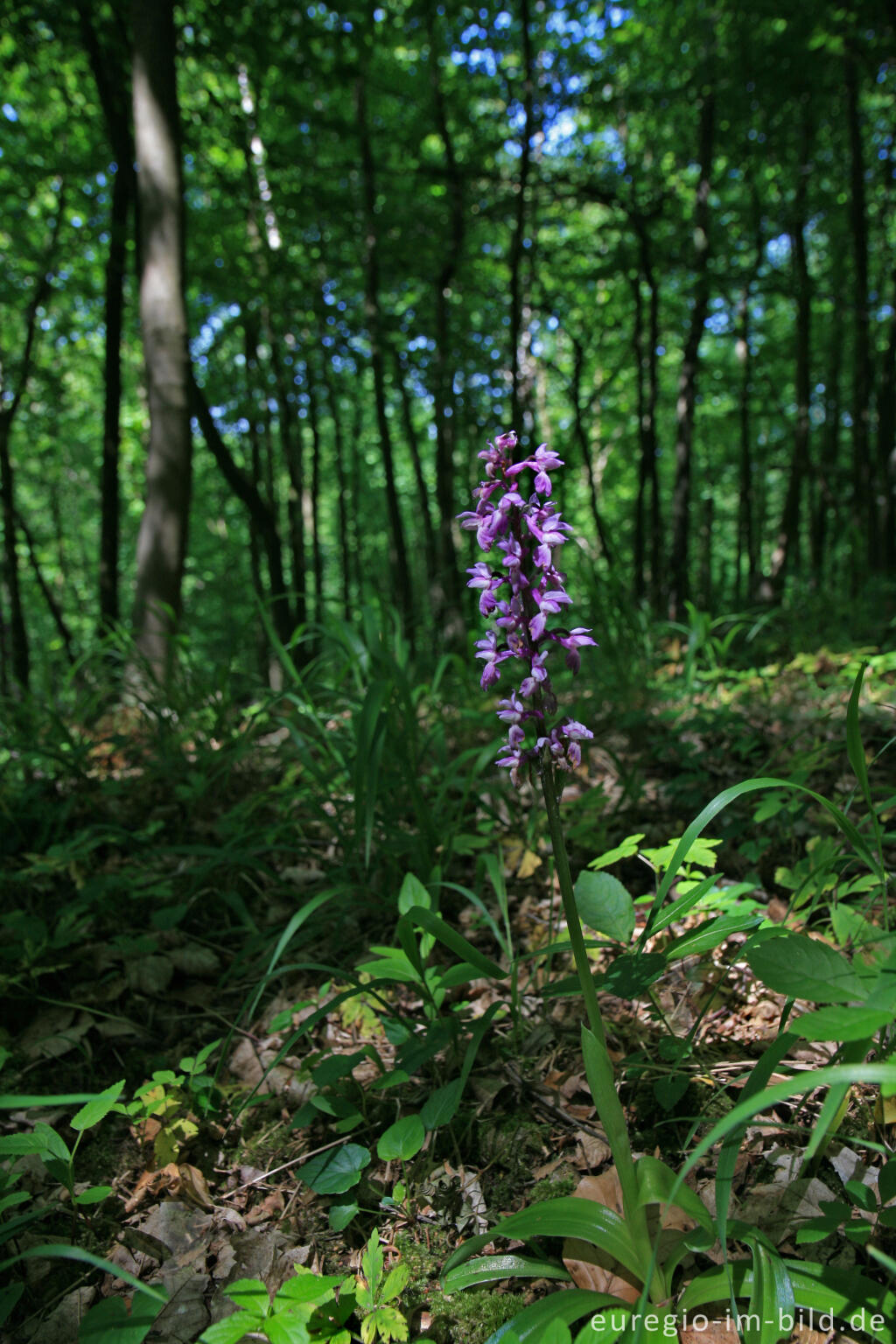 Detailansicht von Kleines Knabenkraut, Anacamptis morio, beim Hohnbachtal