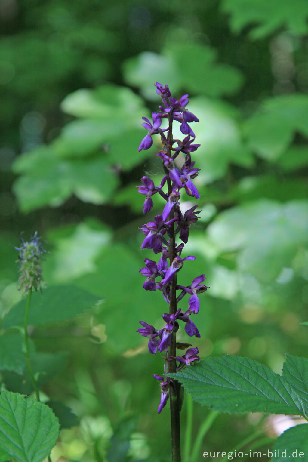 Detailansicht von Kleines Knabenkraut, Anacamptis morio, beim Hohnbachtal