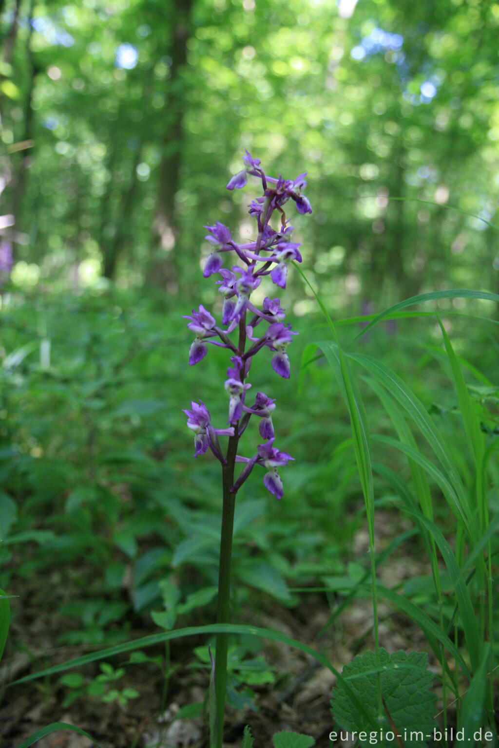 Detailansicht von Kleines Knabenkraut, Anacamptis morio, beim Hohnbachtal