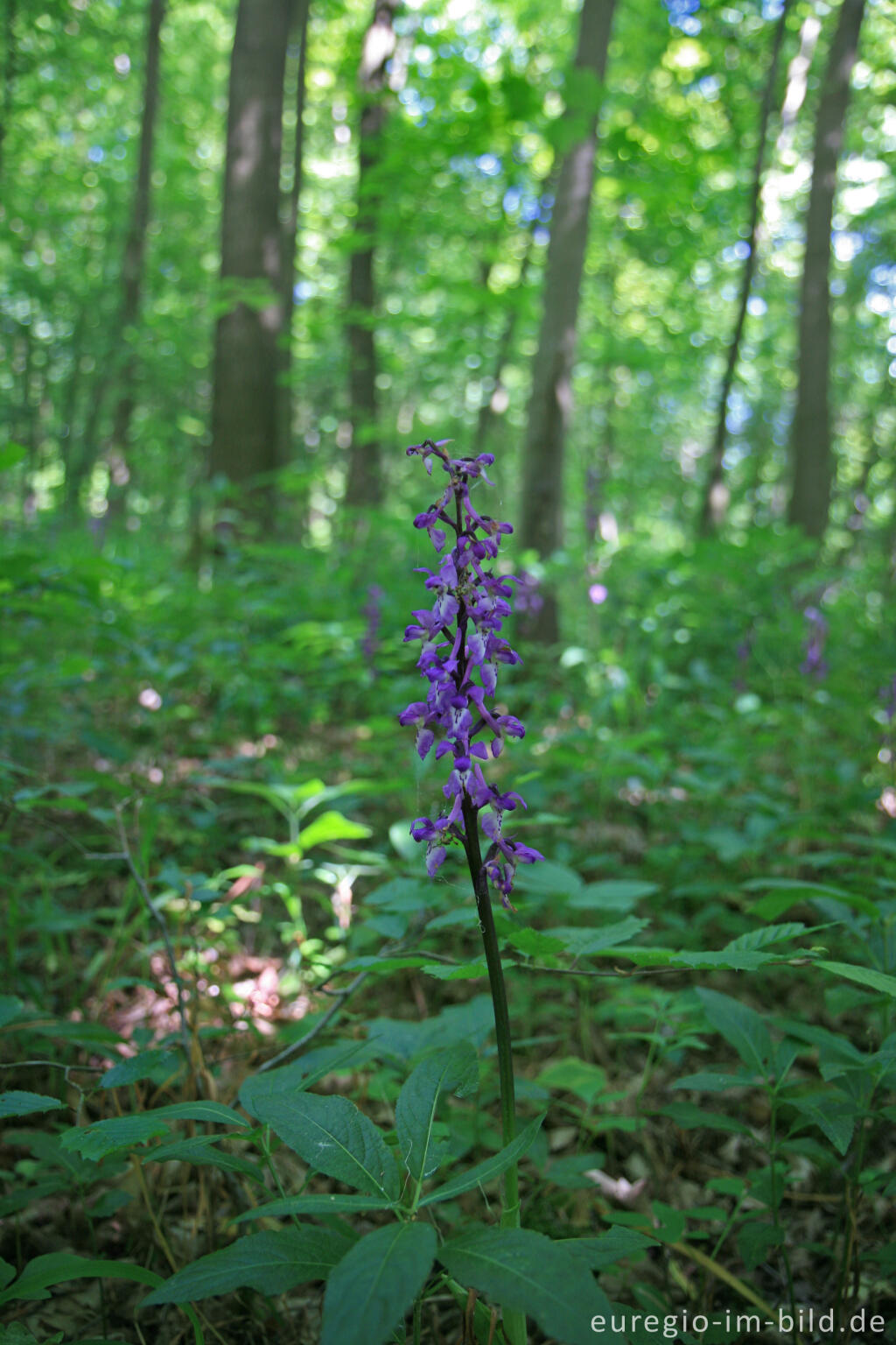 Detailansicht von Kleines Knabenkraut, Anacamptis morio, beim Hohnbachtal