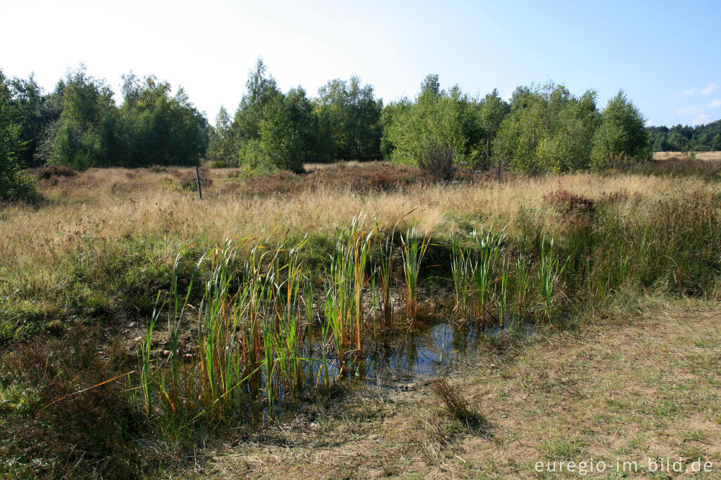 Detailansicht von Kleingewässer in der Drover Heide