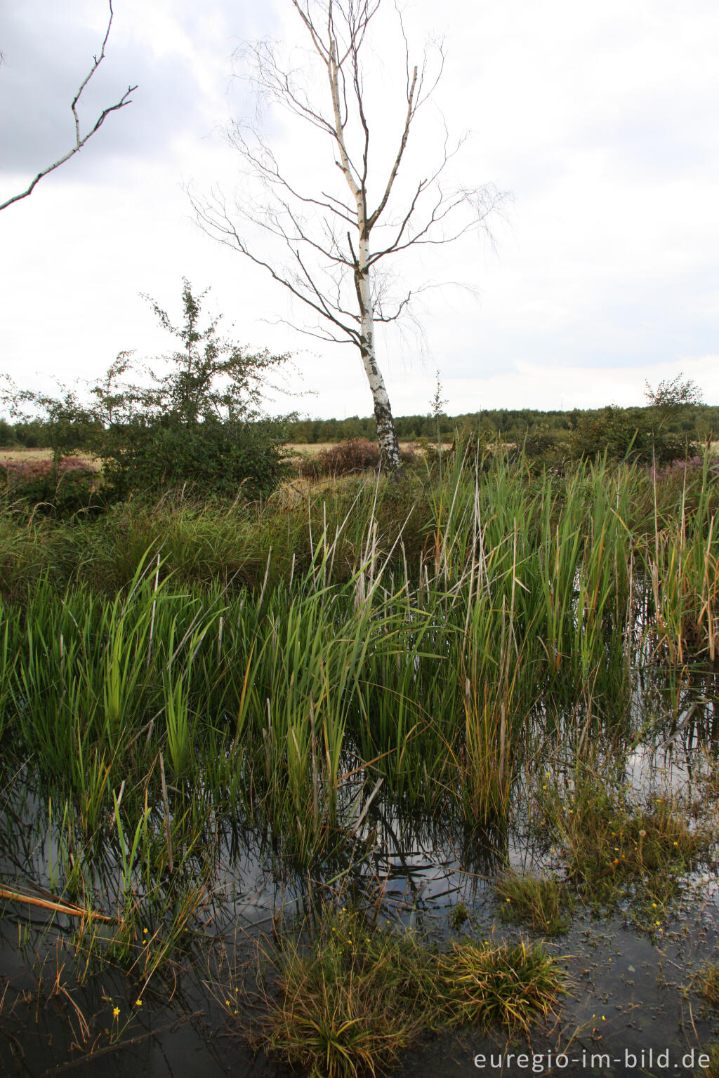 Detailansicht von Kleinstgewässer in der Drover Heide