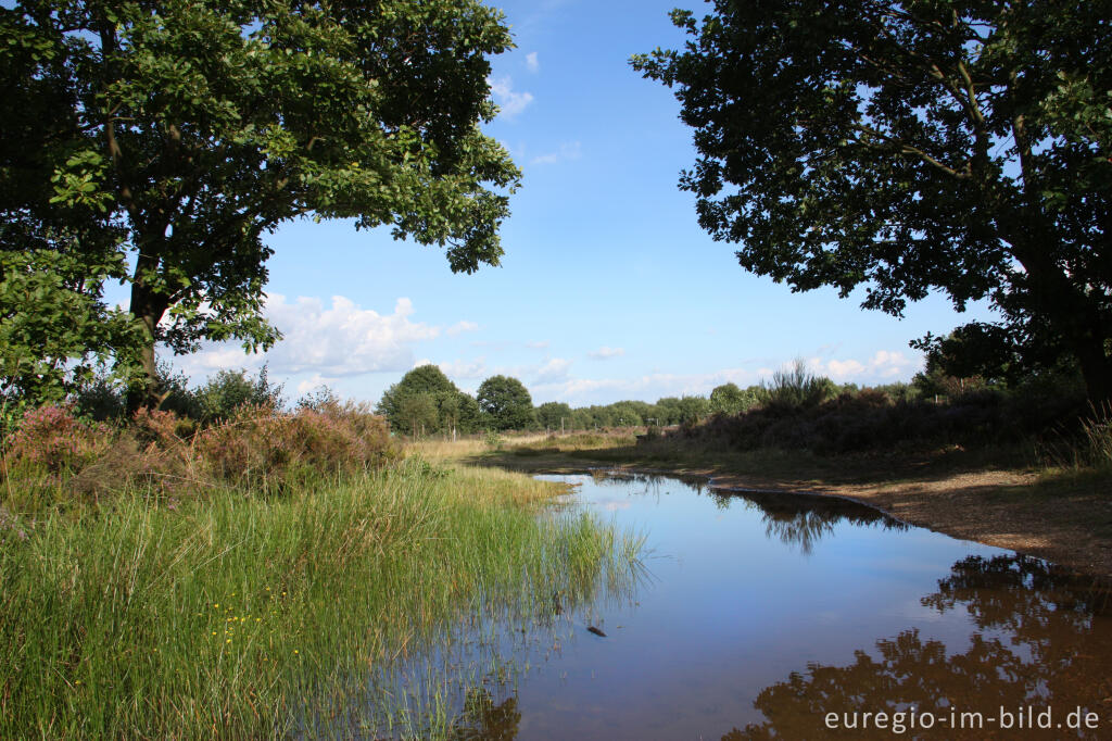 Kleinstgewässer in der Drover Heide