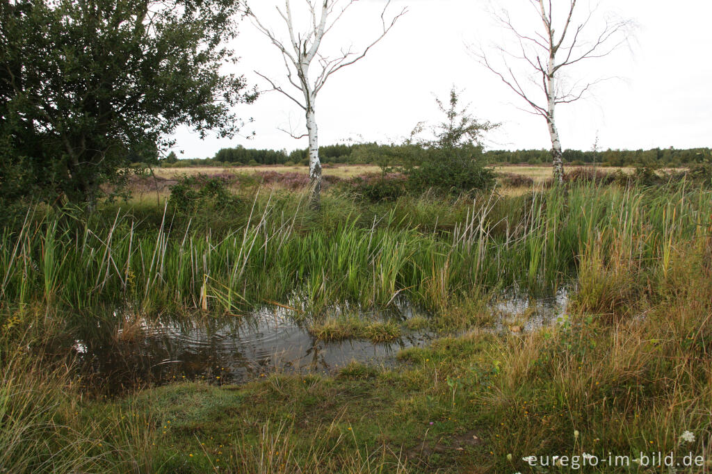 Detailansicht von Kleinstgewässer in der Drover Heide