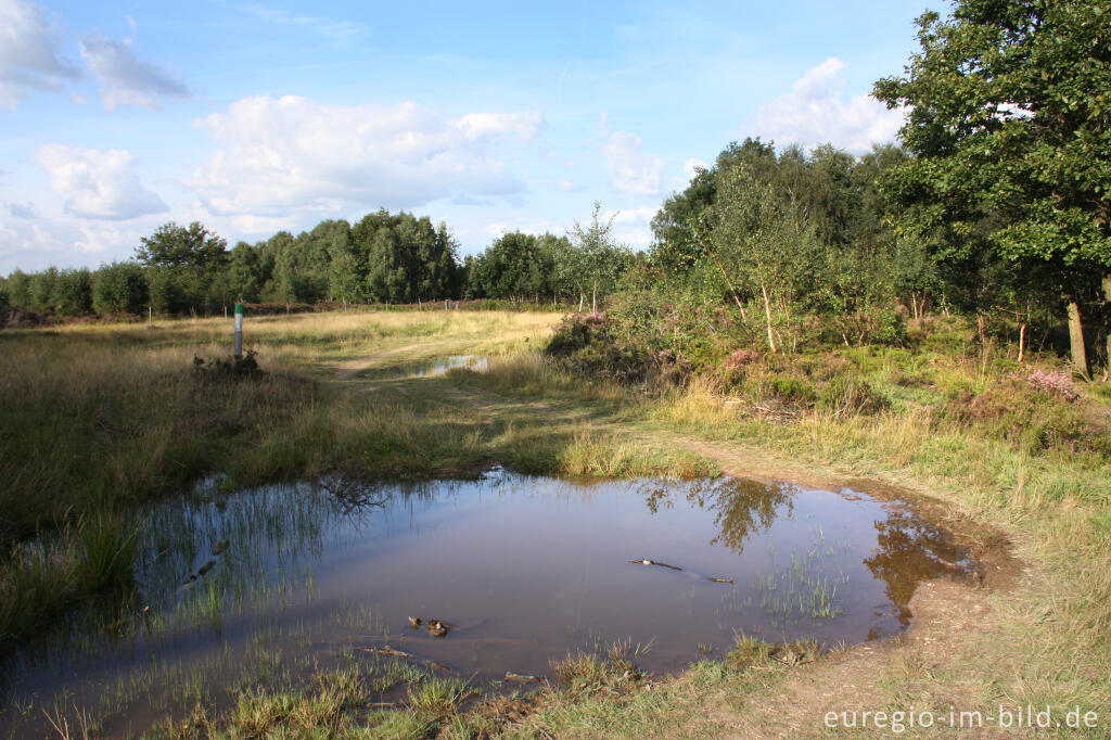 Kleinstgewässer in der Drover Heide