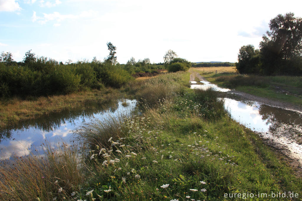 Detailansicht von Kleinstgewässer in der Drover Heide