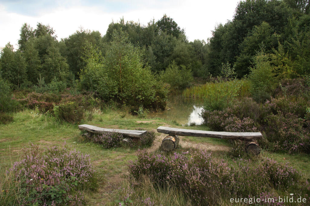 Detailansicht von Kleinstgewässer in der Drover Heide