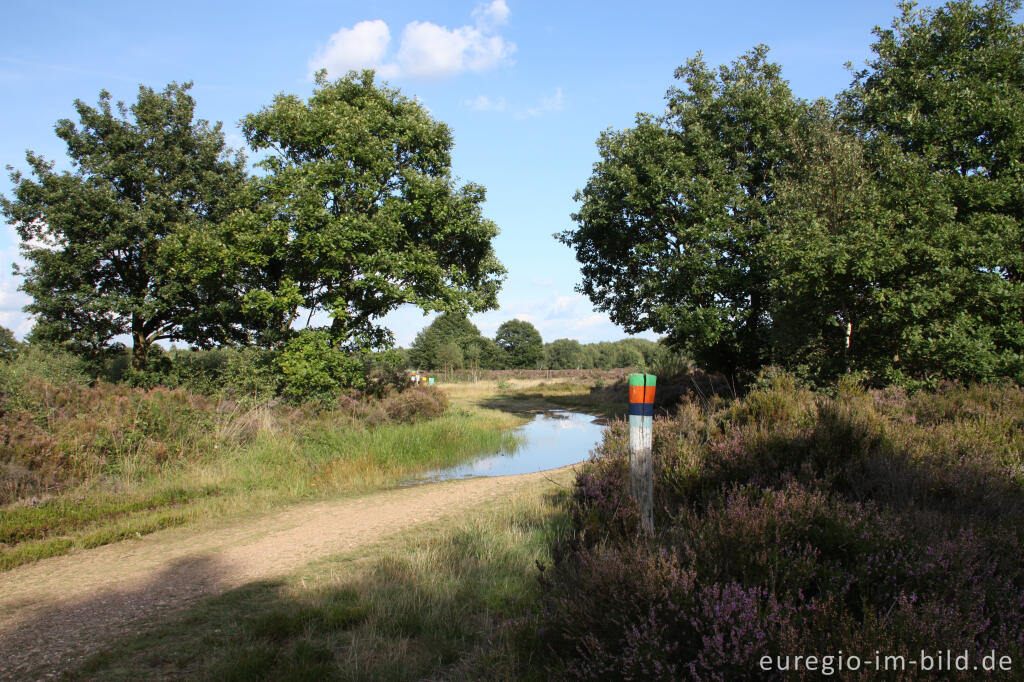 Kleinstgewässer in der Drover Heide