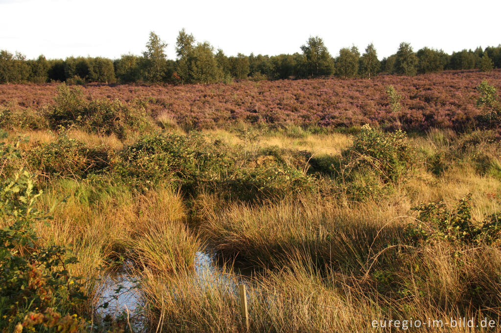 Detailansicht von Kleinstgewässer in der Drover Heide