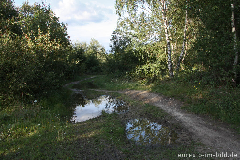 Kleinstgewässer in der Drover Heide