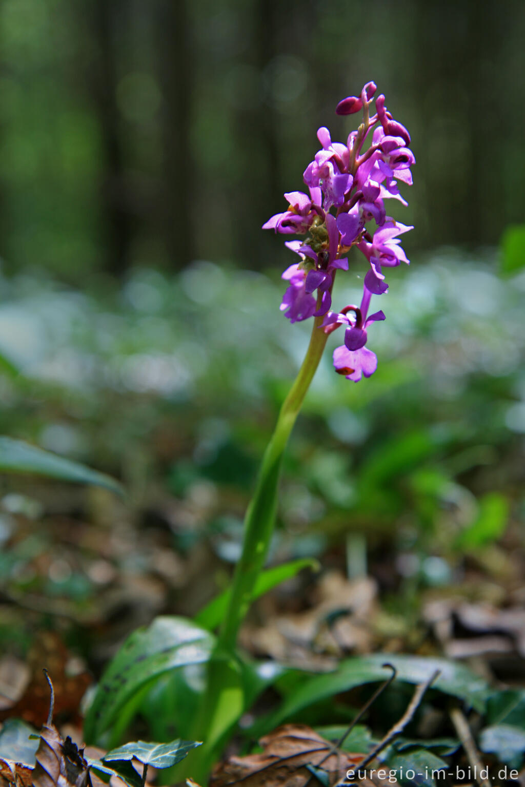 Detailansicht von Knabenkraut, Orchis morio, bei einem Kalksteinbruch