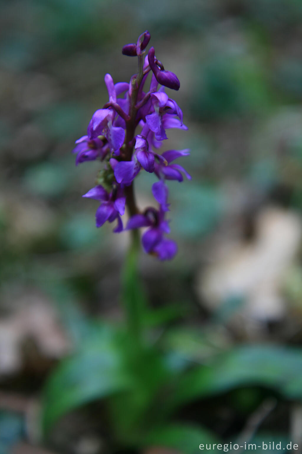 Detailansicht von Knabenkraut, Orchis morio, bei einem Kalksteinbruch