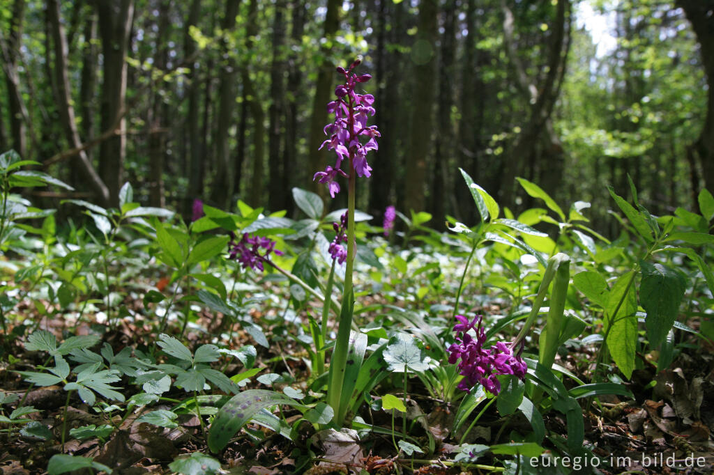 Detailansicht von Knabenkraut, Orchis morio, bei einem Kalksteinbruch