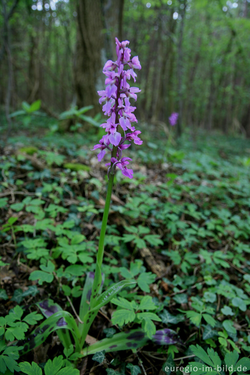 Detailansicht von Knabenkraut, Orchis morio, bei einem Kalksteinbruch