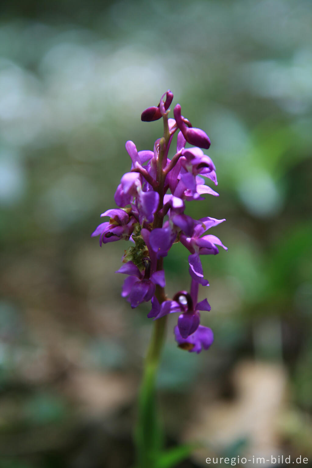 Detailansicht von Knabenkraut, Orchis morio, bei einem Kalksteinbruch