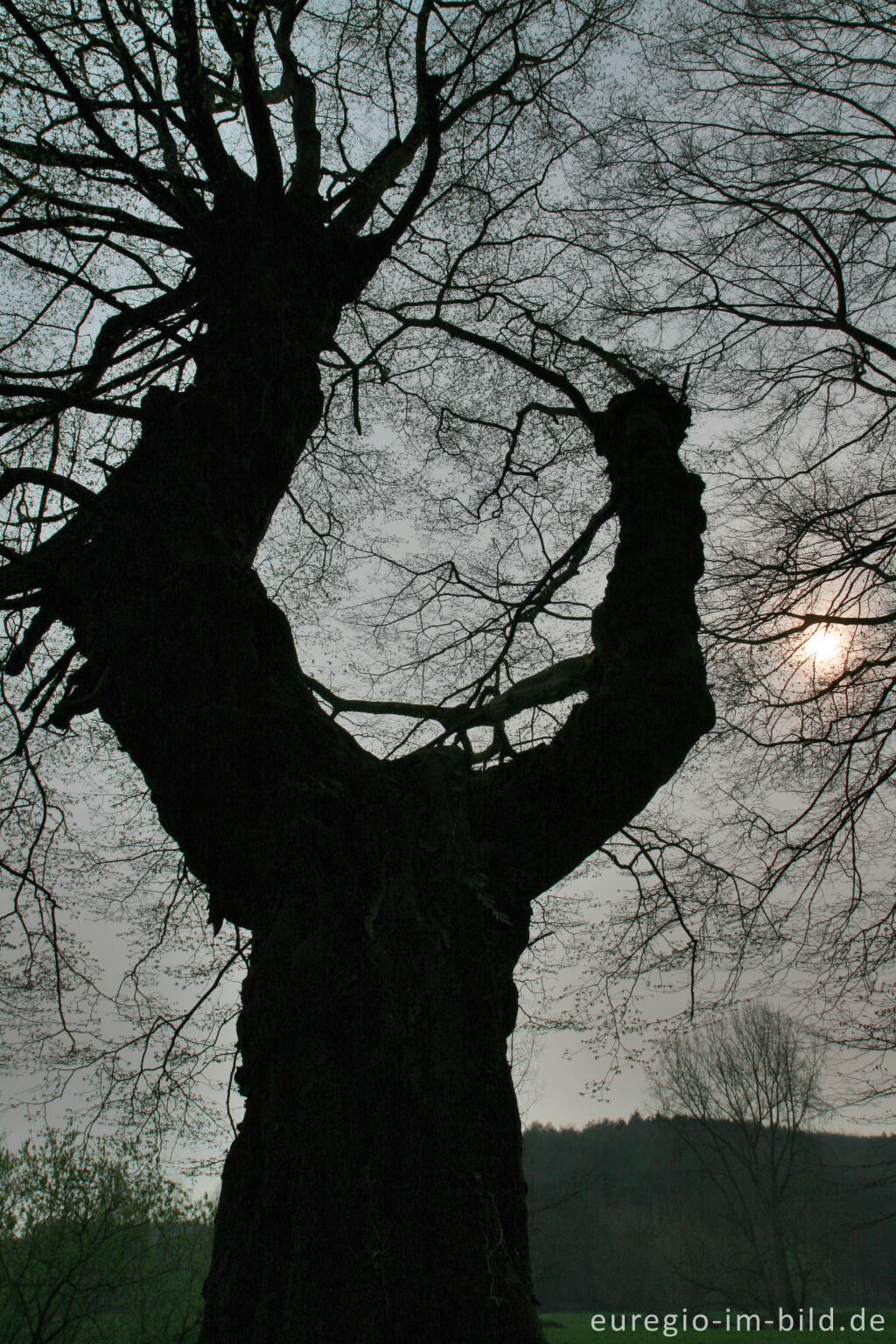 Detailansicht von Knorriger Baum im Wurmtal