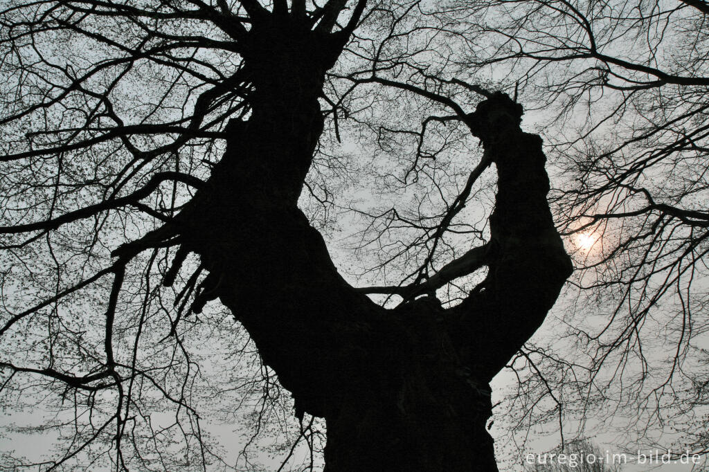 Detailansicht von Knorriger Baum im Wurmtal