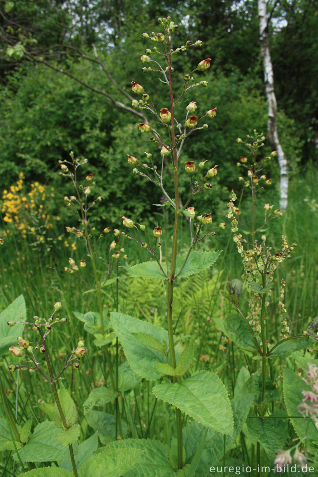 Detailansicht von Knotige Braunwurz, Scrophularia nodosa