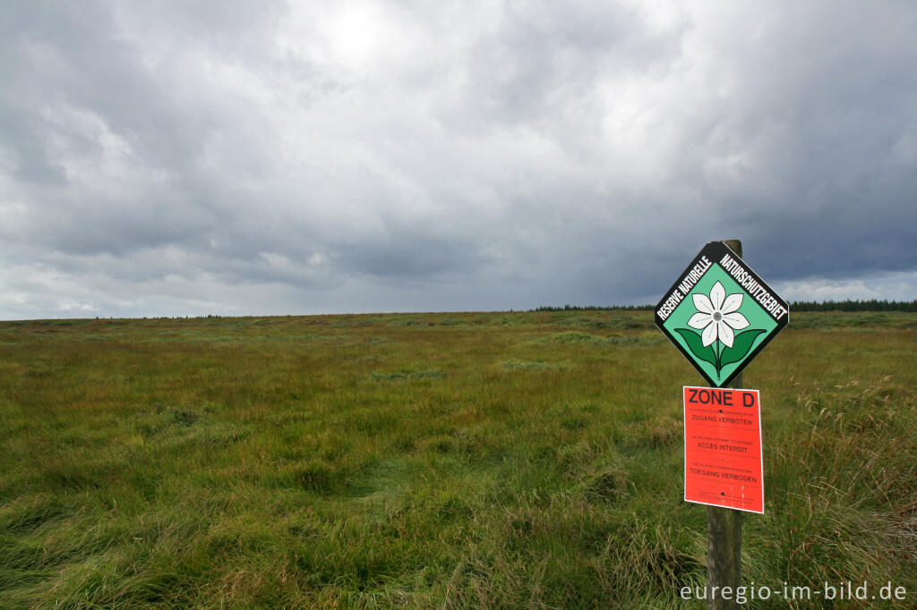 Königliches Torfmoor, Zone D im Brackvenn, Hohes Venn