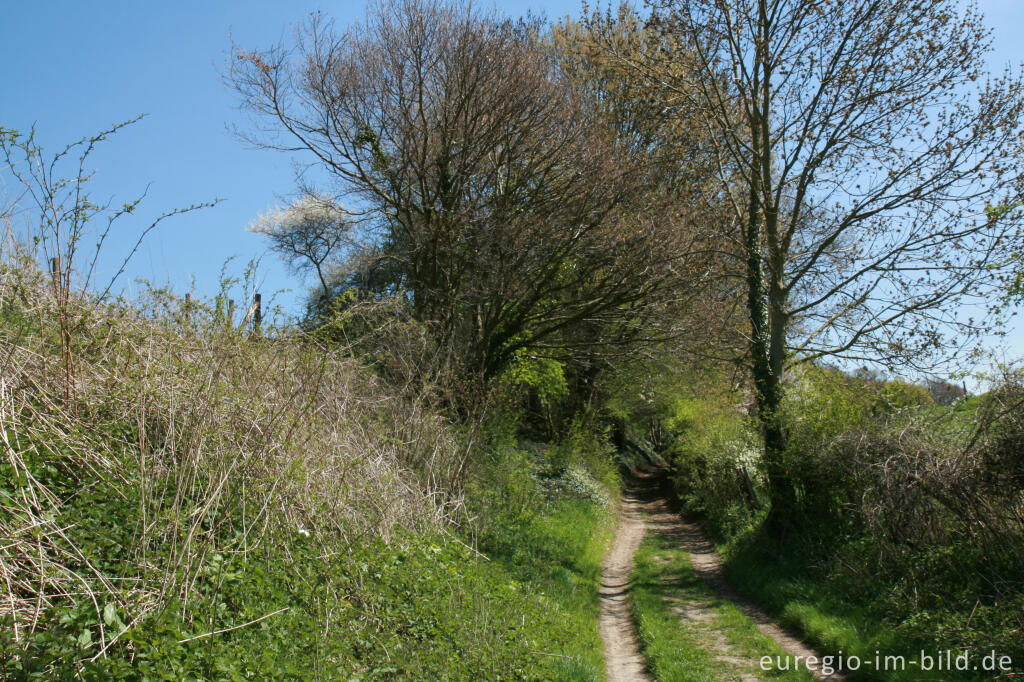 Detailansicht von Kolmonderbosweg im Frühling 