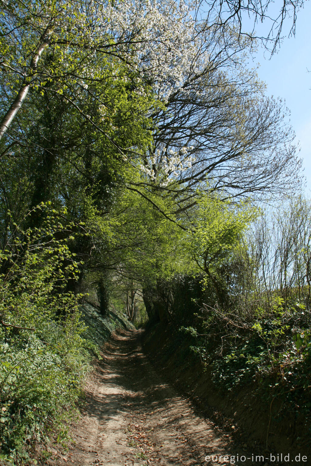 Detailansicht von Kolmonderbosweg im Frühling 