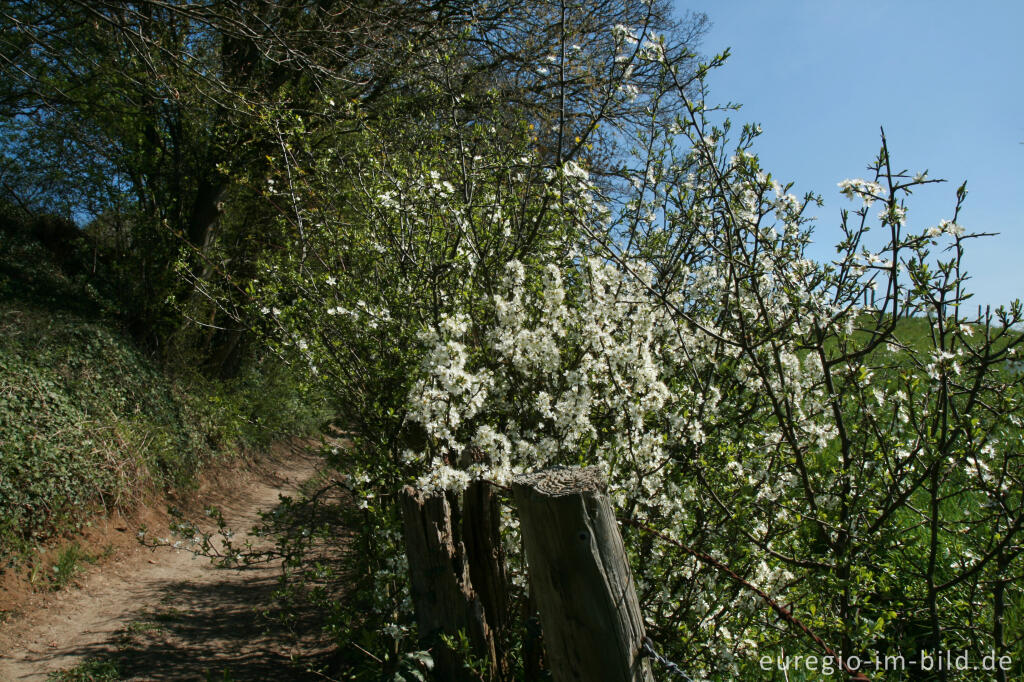 Detailansicht von Kolmonderbosweg im Frühling 