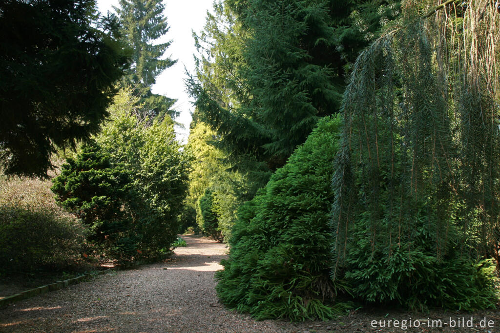 Detailansicht von Koniferen im Botanischen Garten, Kerkrade