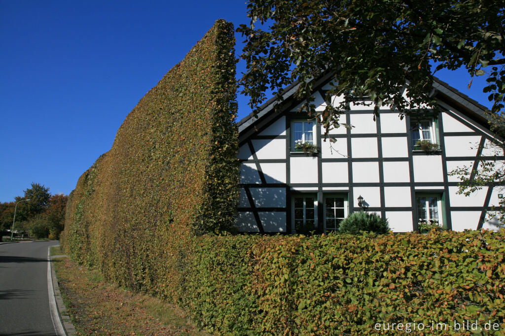 Detailansicht von Konzen, Fachwerkhaus mit Hecke