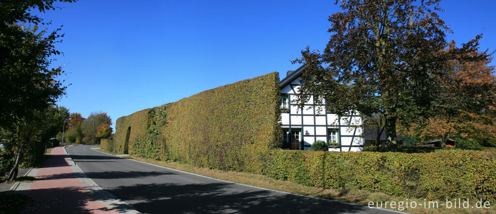 Detailansicht von Konzen, Fachwerkhaus mit Hecke