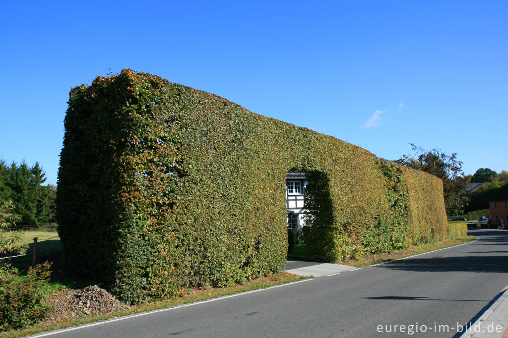 Detailansicht von Konzen, Fachwerkhaus mit Hecke