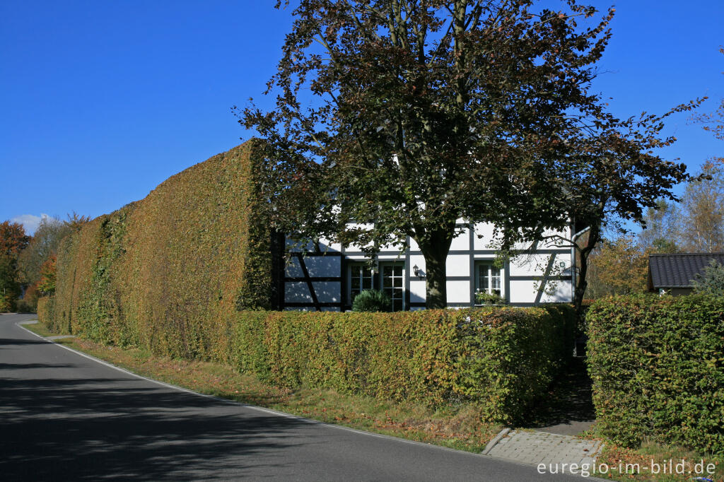 Detailansicht von Konzen, Fachwerkhaus mit Hecke