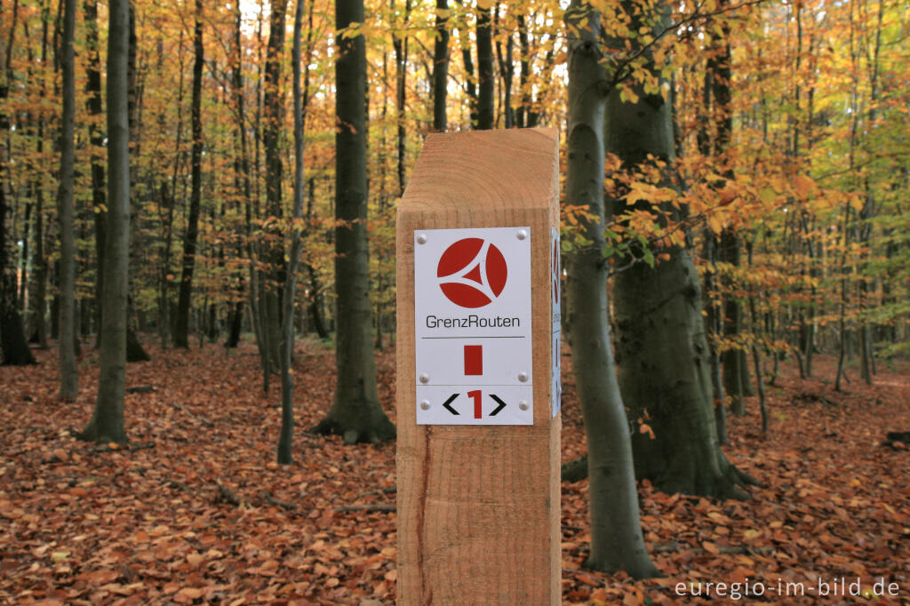 Kopfbuchen entlang der Aachener Landwehr bei Aachen-Köpfchen