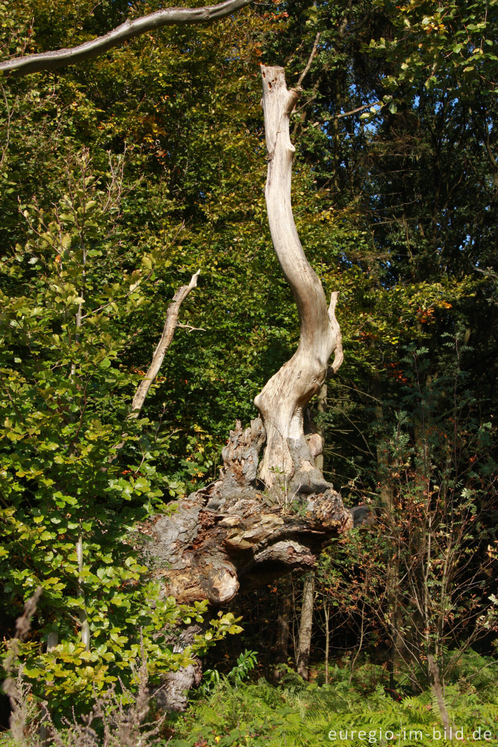 Detailansicht von Kopfbuchen oder "Uhlen" auf den Süchtelner Höhen