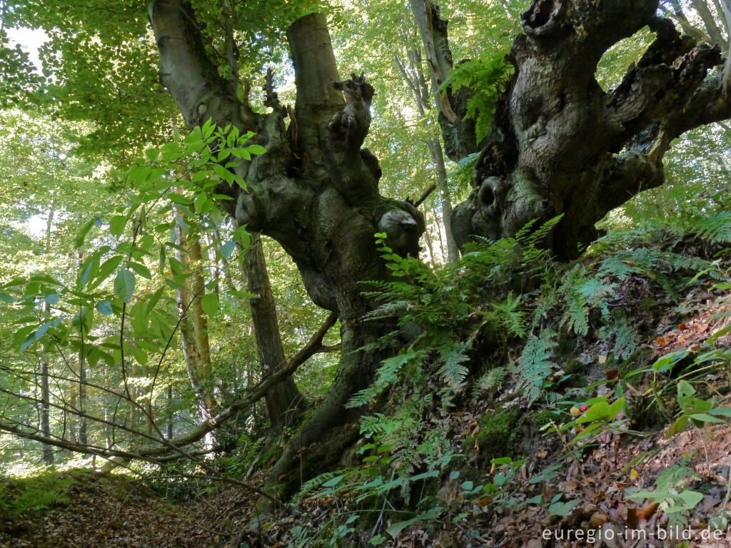 Detailansicht von Kopfbuchen oder "Uhlen" auf den Süchtelner Höhen