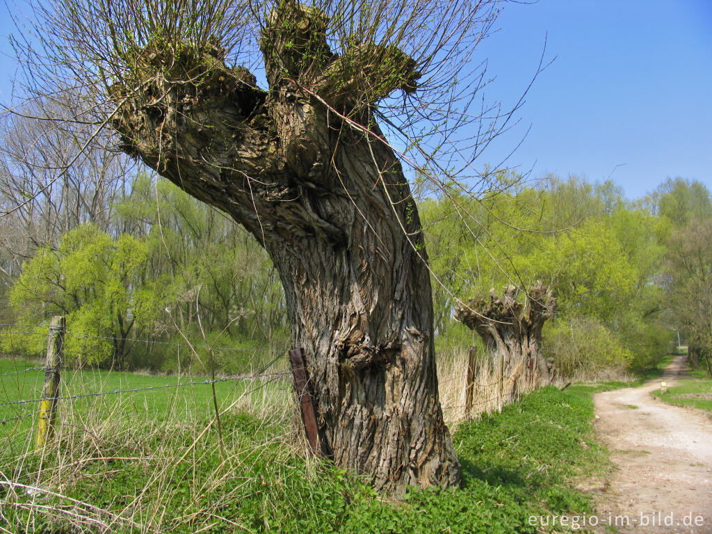 Detailansicht von Kopfweide beim Cranenweyer