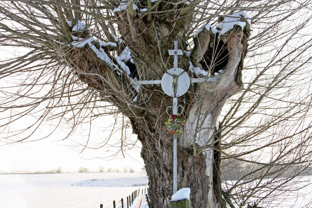 Detailansicht von Kopfweide mit Wegekreuz zwischen Gatsweg und Vossenberg, in der Nähe von Nijswiller