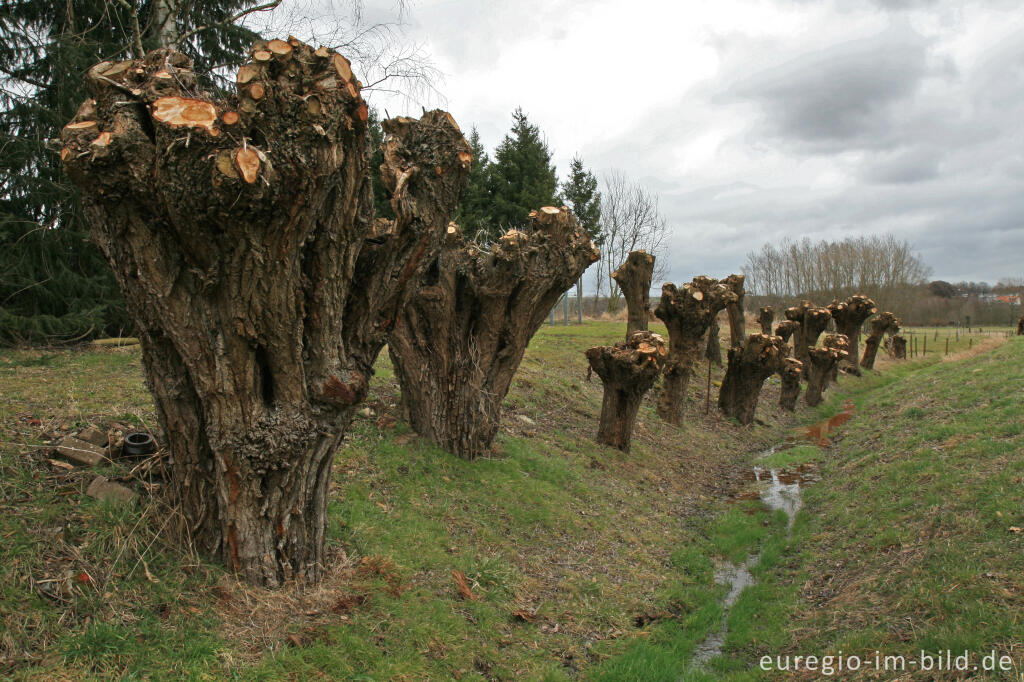 Detailansicht von Kopfweiden im Geuldal (Göhltal) zwischen Wijlre und Etenaken