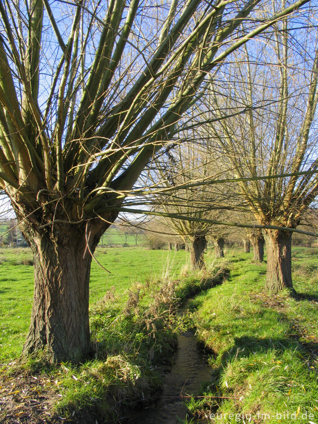 Detailansicht von Kopfweiden im Geultal zwischen Epen und Mechelen