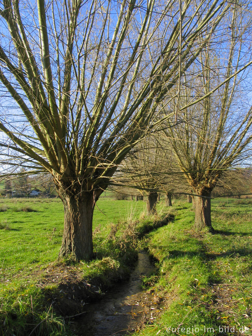 Detailansicht von Kopfweiden im Geultal zwischen Epen und Mechelen