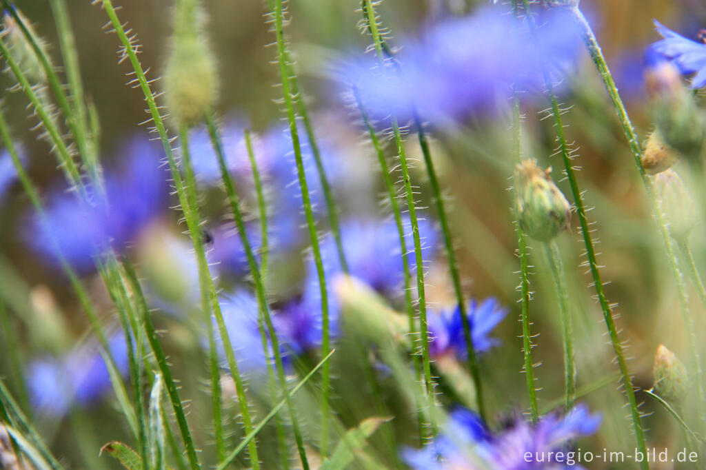 Detailansicht von Kornblume (blau) und Blütenstängel von Mohn 