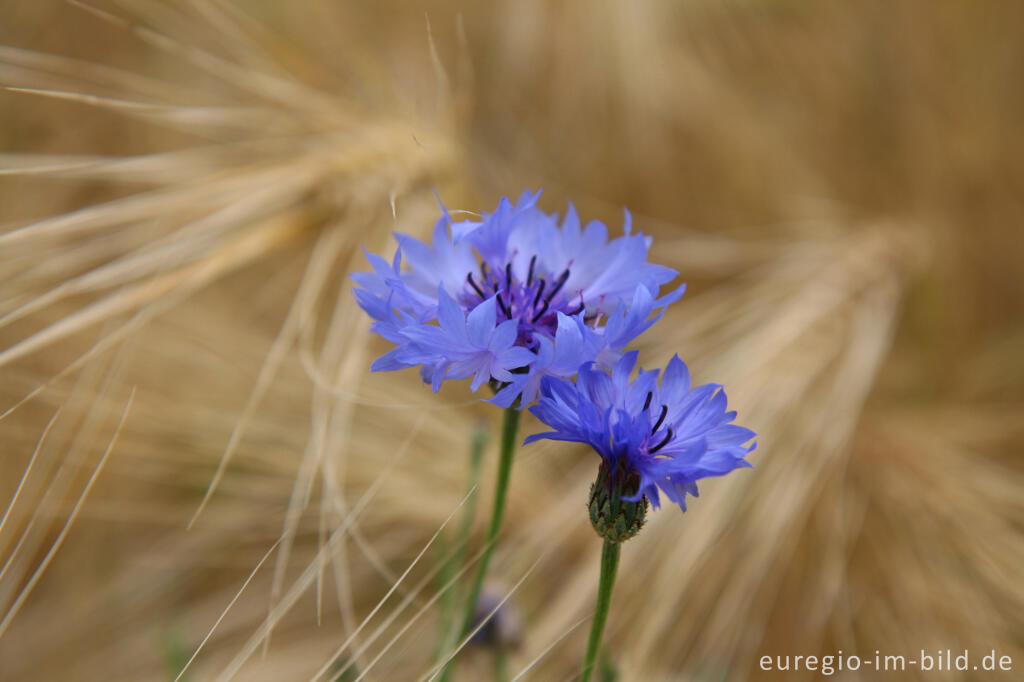 Detailansicht von Kornblume, Cenraurea cyanus und Getreide